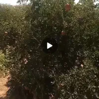 باغ 1600 متری