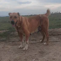 ماده استثنایی درجه