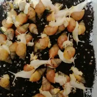 فروش حلزون آلبینو