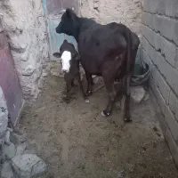گاووگوساله