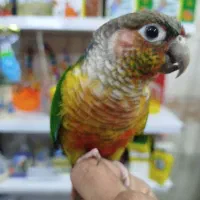 طوطی گرینچیک دستی و سخنگو