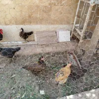 مرغ وخروس