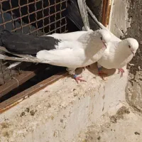 دمبی
