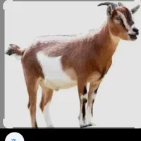 بزغاله و بره کوه فروشی