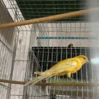 قناری بلند رسمی