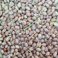 لوبیا|خوردنی و آشامیدنی|آباده, |دیوار