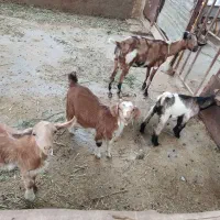 بز و بزغاله