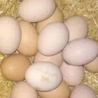 تخم مرغ محلی