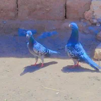 کبوتر مگس