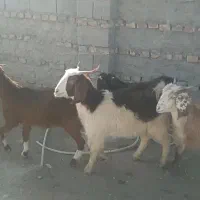 چهارتا کعره ماده قیمت مناسب چاق وسرحال