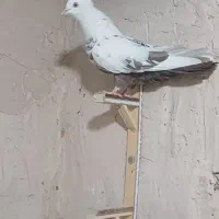 کفتر چتن دمبی