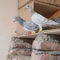 جفت خطی|پرنده|خرمدشت, |دیوار