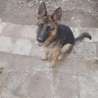 توله ژرمن ماده