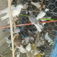 کبوتر