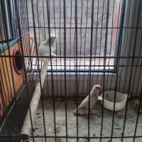 فنچ نر و ماده