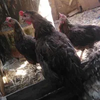 مرغ و خروس