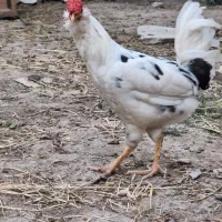 خروس گلین
