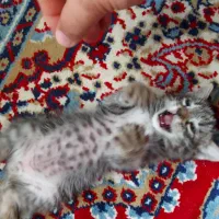 بچه گربه|گربه|قوچان, |دیوار