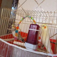 دوعددعروس هلندی باتخماش فروشی