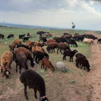 میش بره دار