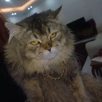 پسر پرشین