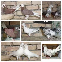 کبوتر