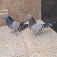 نر ماده پرر