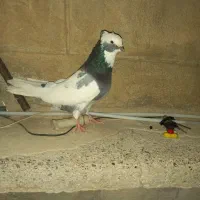 سلام چند تا کبوتر
