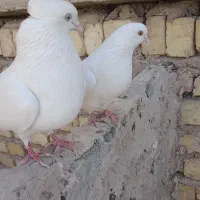 کبوتر سفید اراکی