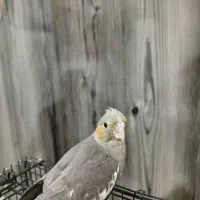 جوجه عروس هلندی