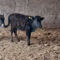 دوعدد گوساله ماده