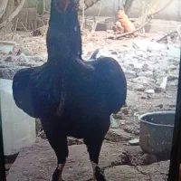 مرغ لاری محلی لهستانی خروس پاکوتاه
