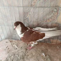 نر چپ سرخ شقه خال مشکی قیمت مفت