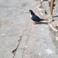 کفتر|پرنده|مشهد, شترک|دیوار