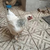 مرغ برهما