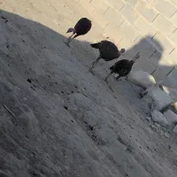 جوجه بوقلمون