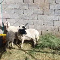 فروش بره نر