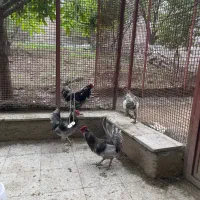 خروس و تخم نطفه دار گلین