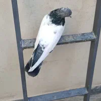 نر کله دمسبز
