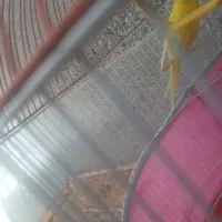 فروش عروس هلندی لوتینو. سینامو|پرنده|یزد, |دیوار