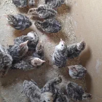 جوجه بوقلمون یک روزه میخواستم حدود ۱۰۰تا