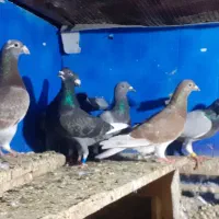 کفترالمانی شهرستانی استان گلستان