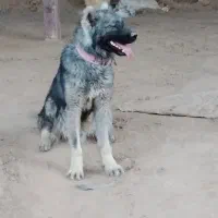سگ سرابی اصیل