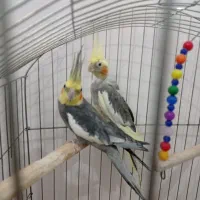 عروس هلندی جفت