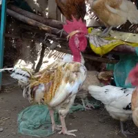 خروس محلی