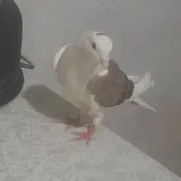کبوتر هوا کش چپ بال