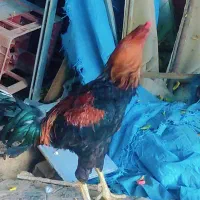 خروس لاری ۸ماه