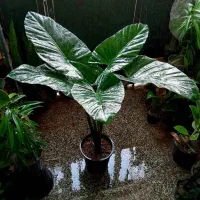 گل های آپارتمانی