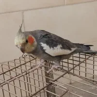 عروس هلندی نر