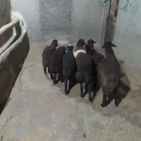 بره قطع شیر